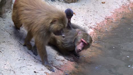 A-family-of-baboon-drinking-beside-river-edge,-slow-mo-clip