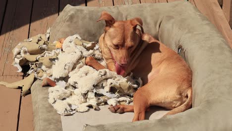 Terrier-in-dog-bed-with-ripped-blanket-and-toys-on-a-deck-in-the-sun-laying-comfortable-then-she-leaves