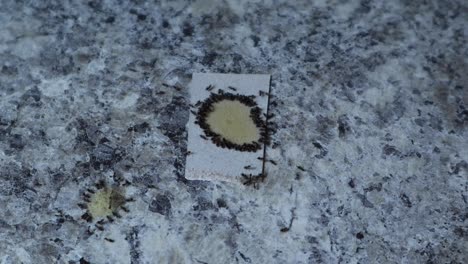 Ants-eating-poison-on-counter-on-white-cardboard-closeup-top-view