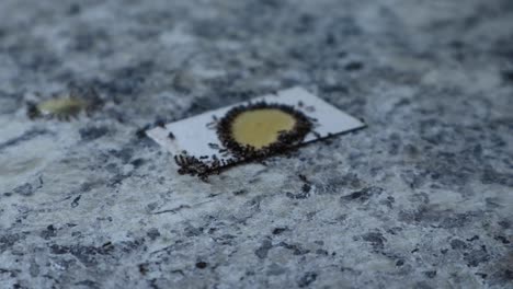 Ants-eating-poison-on-counter-on-white-cardboard-close-up-side-view