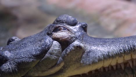 Indian-Gharial-Closing-And-Opening-Its-Eye