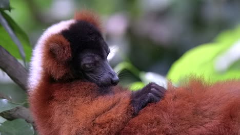 A-red-ruffed-lemur-is-lying-on-its-back-and-sucking-its-nipple