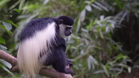 A-single-black-and-white-colobus-monkey-is-relaxing-on-a-tree-branch,-full-body-shot