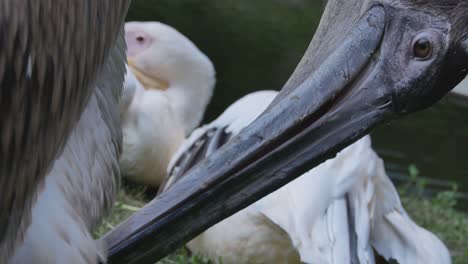 Grauer-Pelikanvogel-Mit-Schnabel-Reinigt-Federn