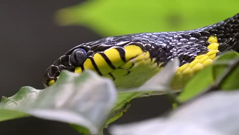 Mangrove-snake-hidden-behind-some-leaves,-close-up,-slow-pan-right-shot