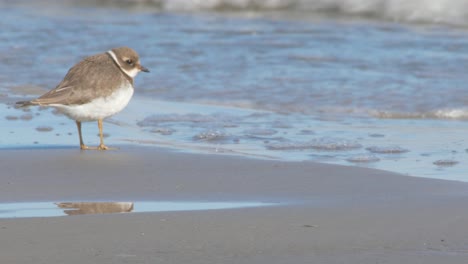 Two-Small-Common-Ringed-Plover-Searching-For-Food-Near-The-Beach-With-Waves-Splashing-The-Shore-During-A-Sunny-Day---Close-up-Shot