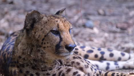 Close-up-shot-of-a-sleepy-cheetah-,-slow-mo-clip,-front-shot