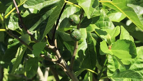 Very-Close-up-of-two-bright-sunshine-bright-green-figs-on-a-branch-of-an-Oregon-Fig-Tree-in-June