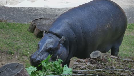 El-Hipopótamo-Común-Come-Hojas-Verdes-De-Una-Rama-De-árbol-Rota