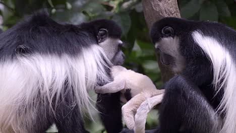 Seltene-Aufnahmen-Eines-Neugeborenen-Schwarz-weißen-Colobus-Affen-Und-Seiner-Familie,-Die-Im-Wald-Essen