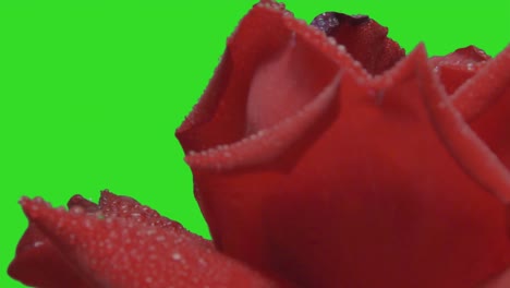 Close-Up-Of-Wet-Red-Rose-Rotating-On-Green-Screen-Background