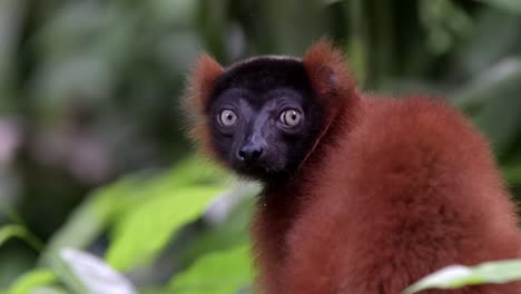 A-Red-Ruffed-Lemur-is-looking-at-the-camera-in-the-forest