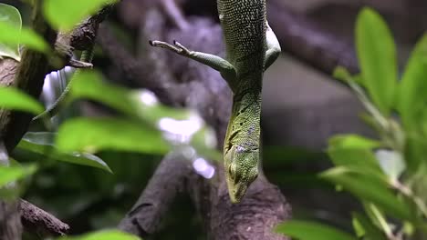 Smaragdbaummonitor,-Der-An-Einem-Baumzweig-In-Seinem-Lebensraum-Hängt