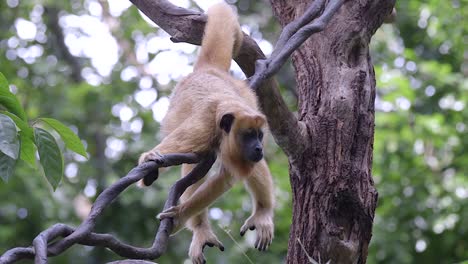 Un-Mono-Aullador-Descansa-Sobre-Las-Vides-De-La-Selva-En-Un-Bosque