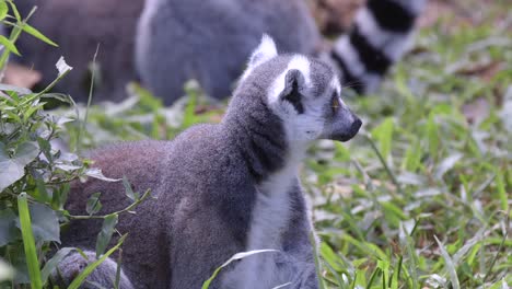 A-Ring-tailed-Lemur-Sitting-On-The-Grassy-Ground-And-Chewing-Its-Food---close-up