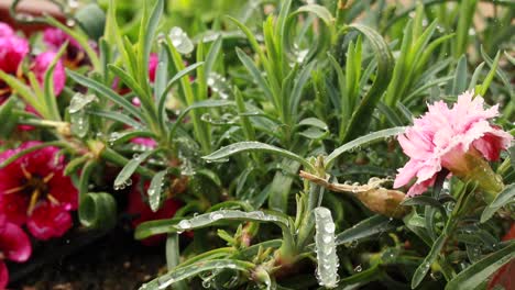 Geraniums-on-deck-on-a-rainy-day-on-Astoria-Oregon-close-up