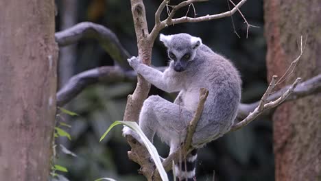 A-Ring-tail-Lemur-rests-on-a-tree-branch-then-climbs-down,-fixed-shot