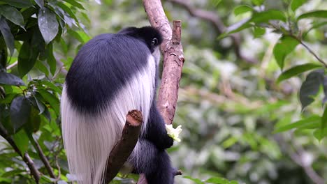 A-black-and-white-colobus-monkey-on-tree-branch-eating