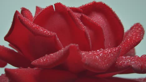 Close-Up-Of-Wet-Red-Rose-Rotating-On-Gray-Background-1