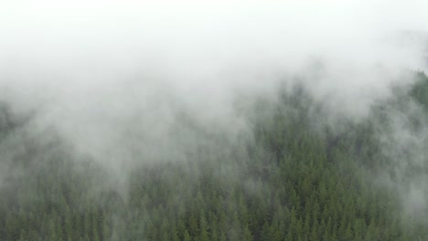 Drone-A-Través-De-Nubes-Brumosas-Sobre-El-Bosque-De-Nueva-Zelanda