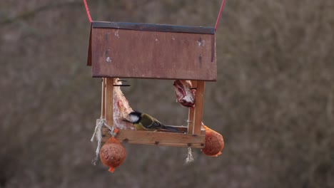A-Great-Tit-On-Its-Bird-House-Pecking-Its-Food---Medium-Shot