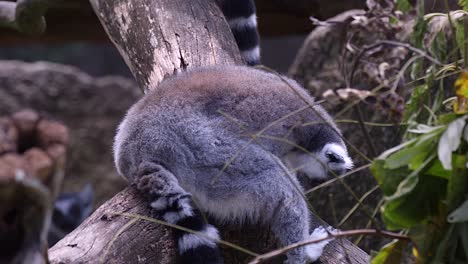 A-Ring-tailed-Lemur-Grooming-Itself-While-Sitting-On-A-Tree-Branch---close-up