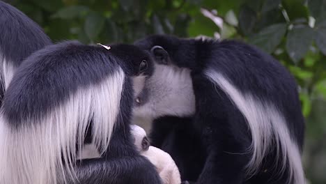 Nahaufnahme-Der-Schwarz-weißen-Colobus-Affenfamilie--Mit-Einem-Neugeborenen-Baby