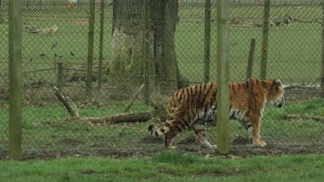 Amur-Tiger-Living-at-Woburn-Safari-Park,-UK