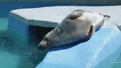 The-Gray-Seal-Lies-in-the-Blue-Pool-at-Kaunas-Zoo-1