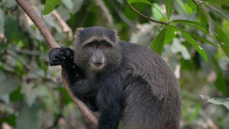 Mono-En-Un-árbol-En-El-Bosque-Del-Lago-Manyara,-Tanzania