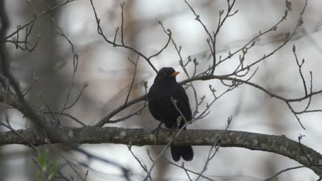 Un-Pájaro-Negro-Común-Con-Grandes-Ojos-Descansando-En-Una-Rama-De-árbol-Mientras-Mira-Alrededor---Primer-Plano