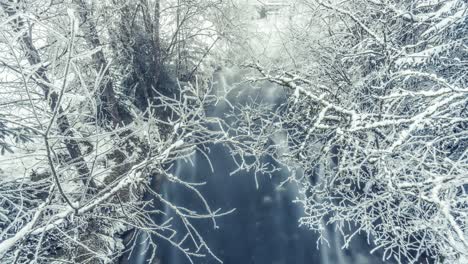 Trees-covered-in-fragile-lace-of-the-hoarfrost-lean-above-the-icy-cold-river