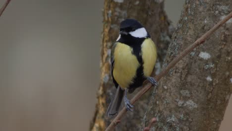 A-Beautiful-Great-Tit-Perched-On-A-Branch-Of-A-Tree-Then-Flew-Away---Close-Up-Shot