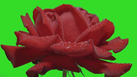 Wet-Red-Rose-With-Water-Drops-Rotating-On-Green-Screen-Background