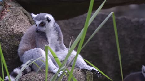 A-Ring-tail-Lemur-is-sitting-on-a-rock-looking-around-in-a-forest-environment