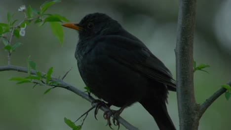 A-Beautiful-Common-Blackbird-Perched-on-a-tree-branch---close-up