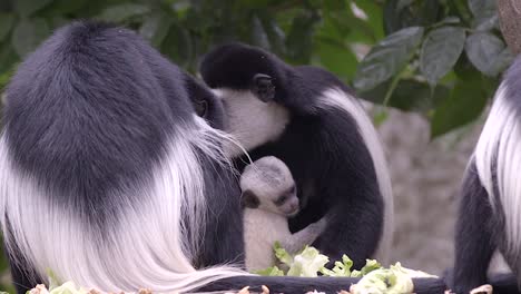 Eine-Schwarz-weiße-Colobus-Affenfamilie-Mit-Neugeborenem-Baby-Ernährt-Sich-Auf-Dem-Waldboden