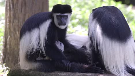 Ein-Schwarz-weißer-Colobus-Affe-Wird-Von-Seiner-Mutter-Gefüttert