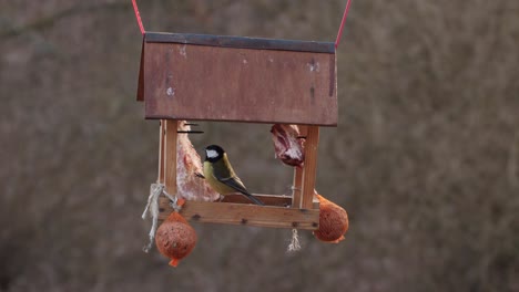 A-Hanging-Wooden-Bird-House-Of-A-Hungry-Great-Tit---Medium-Shot