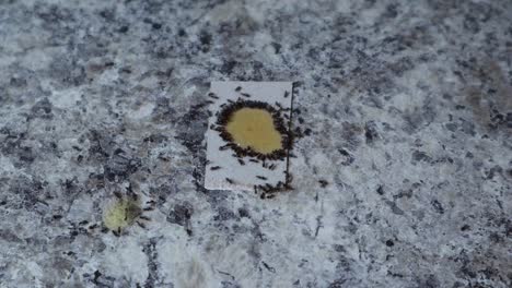 Ants-eating-poison-on-counter-on-white-cardboard-closeup-top-view-1