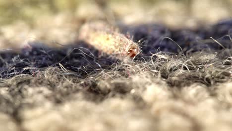 Macro-view-of-a-case-bearing-moth-larva-dragging-itself-across-a-wool-carpet