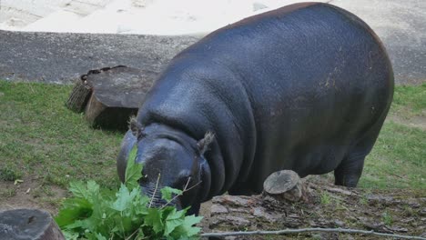 El-Hipopótamo-Común-Come-Hojas-Verdes-De-Una-Rama-De-árbol-Rota-1