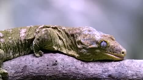 New-Caledonia-Giant-Gecko-Bewegt-Sich-Langsam-Auf-Einem-Ast---Extreme-Nahaufnahme