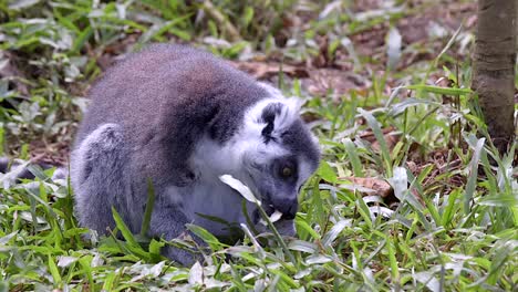 A-Ring-tailed-Lemur-Eating-Fruits-While-Sitting-On-The-Green-Grass---close-up