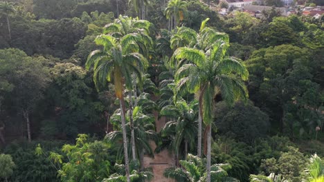Luftaufnahme-Von-Hohen-Palmenwipfeln-Im-üppigen-Grünen-Tropischen-Botanischen-Garten,-Brasilien