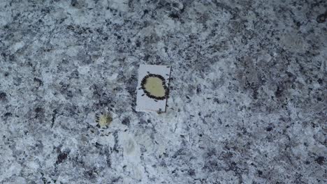 Ants-eating-poison-on-counter-on-white-cardboard-top-view