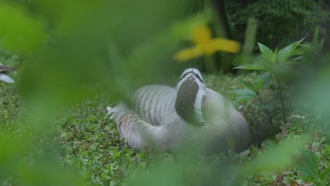 Bar-headed-Goose-Rest-in-the-Grass