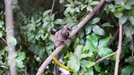 Baby-monkey-is-feeding-in-a-tree-in-Rio-de-Janeiro,-Brazil