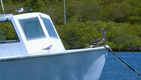 Close-up-of-Pelican-and-sea-gulls-siting-on-a-fishing-boat-floating-in-a-mangrove