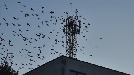 Die-Vögel-Landen-Am-Späten-Abend-Auf-Dem-Dach-Des-Gebäudes-Und-Dem-Metallenen-Aussichts--Und-Kommunikationsturm